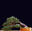 Pinus Sylvestris - Menzione di merito UBI 2004 - Premio EBA - Vaso Tokoname - Tizzoni Felice 